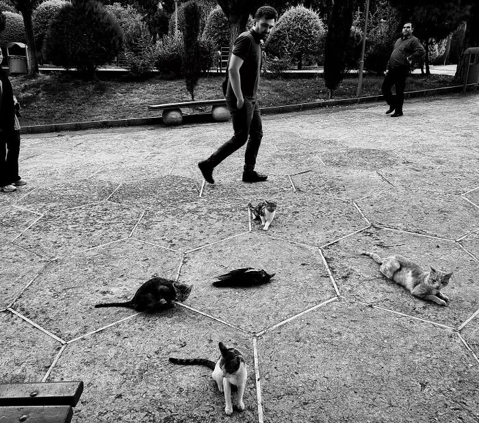 Photographer Akbar Mehrinezhad Patiently Walks The Streets Of His City Photographing Stray Cats