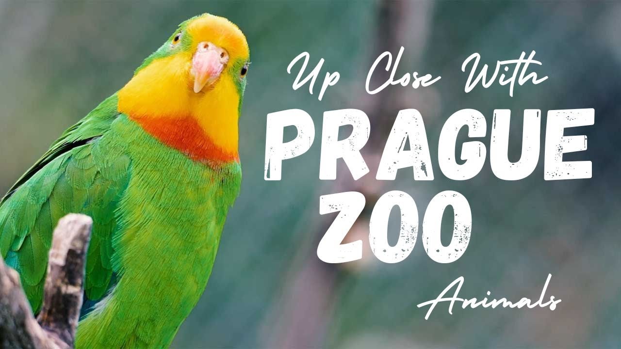Up Close With Prague Zoo Animals | Wildlife Cinematic In 4K | My World, Your Screen