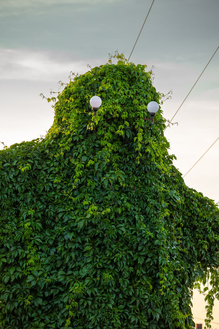 I Took Pictures Of A Mysterious Creature From The Opole Province