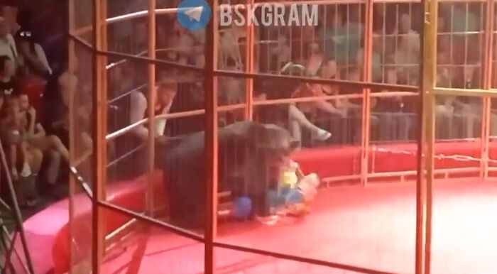 Hoverboard-Riding Circus Bear Attacks Handler On Stage In Front Of Horrified Crowd