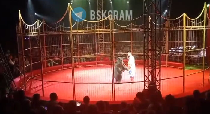Hoverboard-Riding Circus Bear Attacks Handler On Stage In Front Of Horrified Crowd
