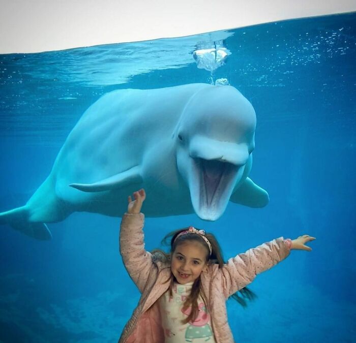 Adorable Video Of Beluga Whale&rsquo;s Interaction With Boy Goes Viral, People Can&rsquo;t Get Enough Of It