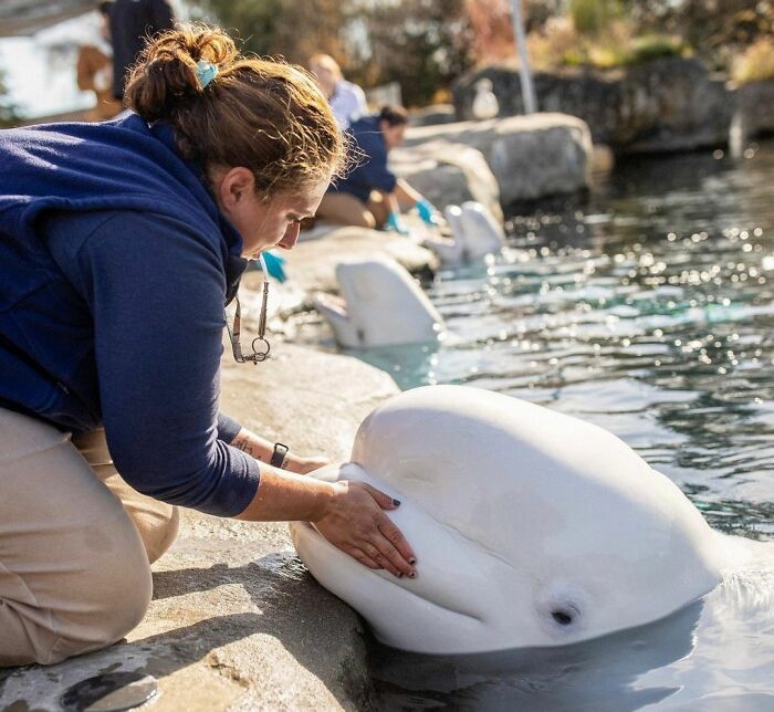 Adorable Video Of Beluga Whale&rsquo;s Interaction With Boy Goes Viral, People Can&rsquo;t Get Enough Of It