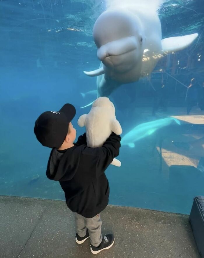 Adorable Video Of Beluga Whale&rsquo;s Interaction With Boy Goes Viral, People Can&rsquo;t Get Enough Of It