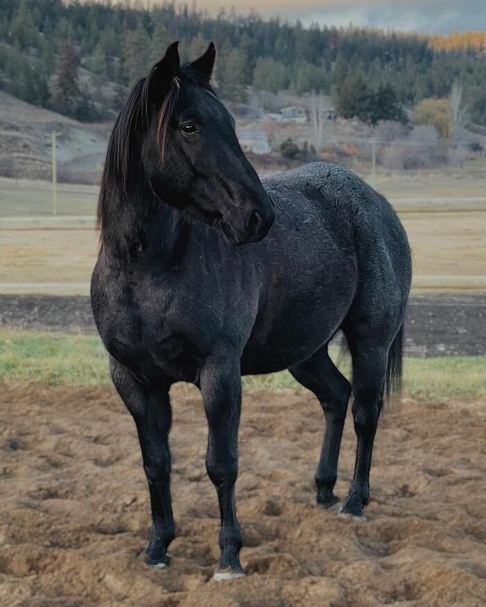 A Special Bond Between A Rescue Horse And His Owner&rsquo;s Fianc&eacute; Is Melting Hearts On The Internet