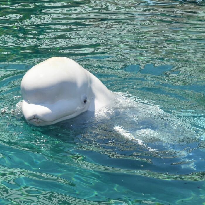Adorable Video Of Beluga Whale&rsquo;s Interaction With Boy Goes Viral, People Can&rsquo;t Get Enough Of It