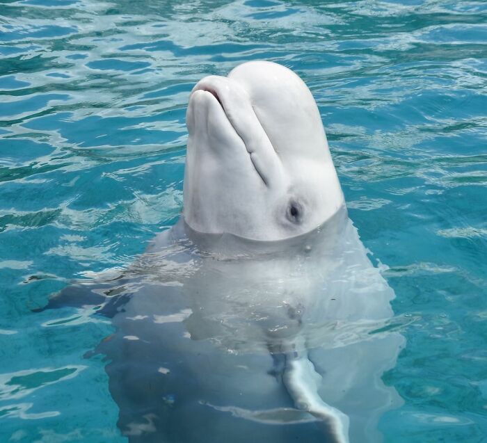 Adorable Video Of Beluga Whale&rsquo;s Interaction With Boy Goes Viral, People Can&rsquo;t Get Enough Of It