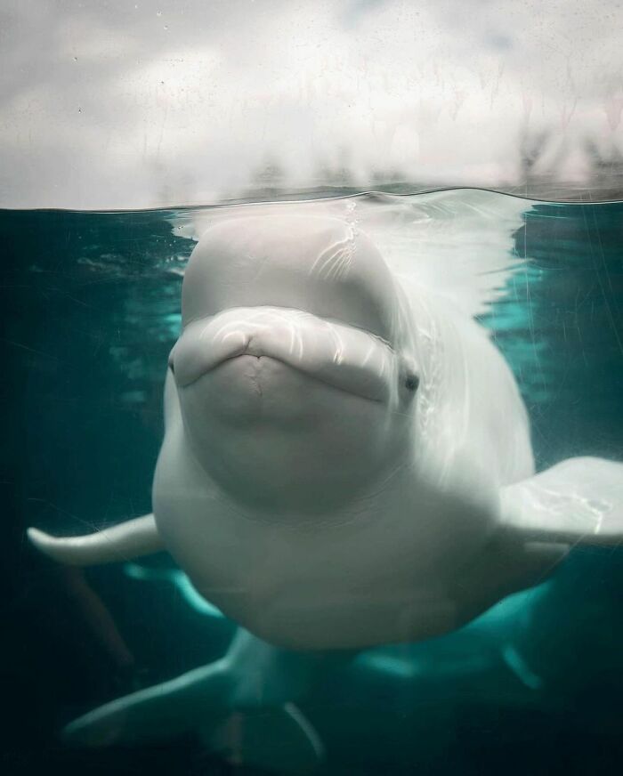 Adorable Video Of Beluga Whale&rsquo;s Interaction With Boy Goes Viral, People Can&rsquo;t Get Enough Of It