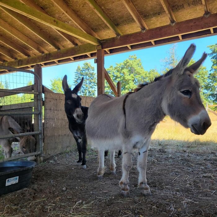 A Touching Story Of A Sad Donkey Whose Ball Popped, But People Made Sure He’ll Never Be Lonely Again A Touching Story Of A Sad Donkey Whose Ball Popped, But People Made Sure He’ll Never Be Lonely Again
