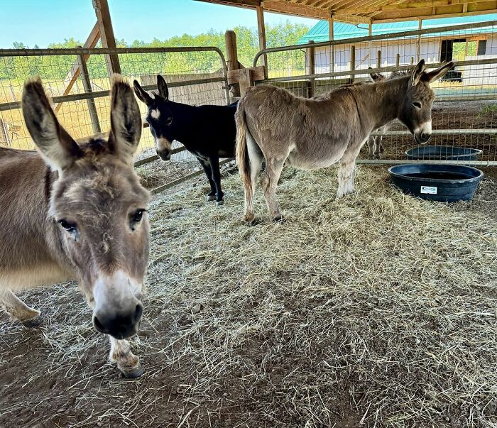 A Touching Story Of A Sad Donkey Whose Ball Popped, But People Made Sure He’ll Never Be Lonely Again A Touching Story Of A Sad Donkey Whose Ball Popped, But People Made Sure He’ll Never Be Lonely Again