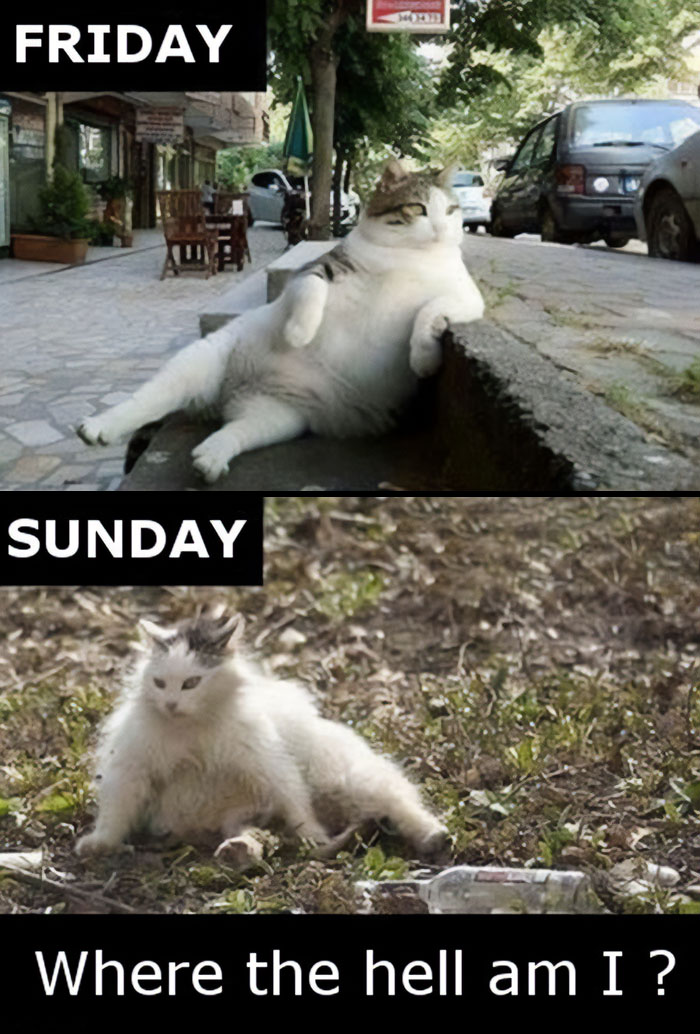 Cats illustrating Sunday memes with a relaxed Friday vibe and a confused Sunday mood.