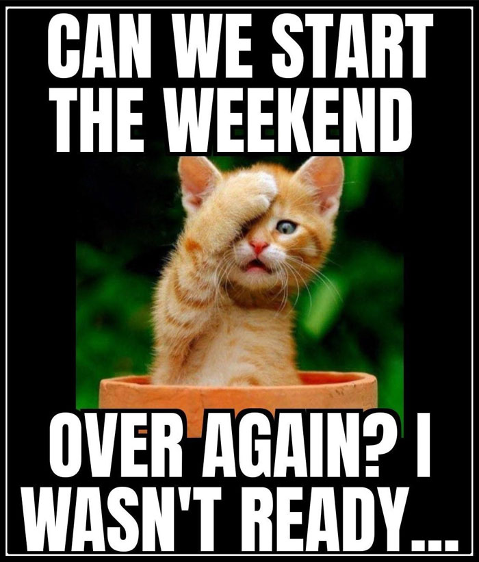 Cute kitten meme humorously expressing reluctance for Monday.