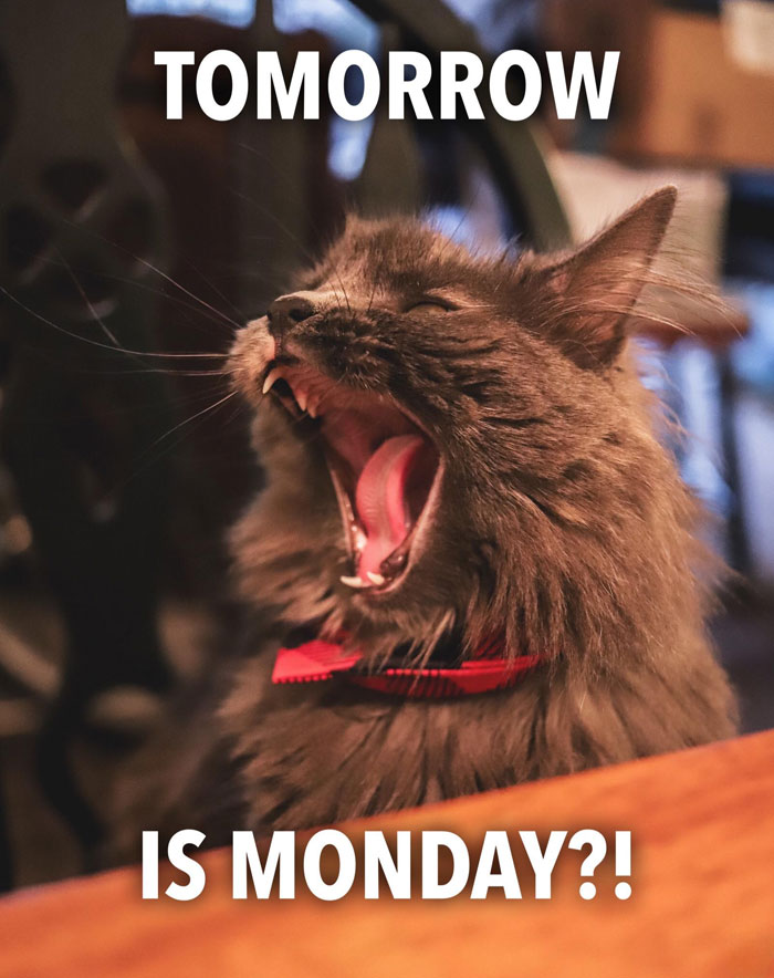 Yawning cat with a red bow tie, captioned "Tomorrow is Monday?!", conveying Sunday memes theme.