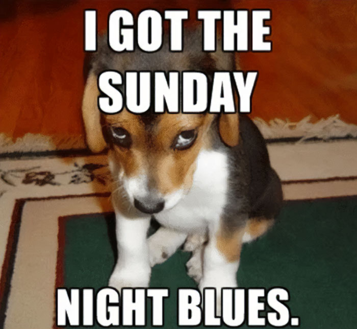 Sad puppy expressing Sunday night blues, perfect for Sunday memes theme.
