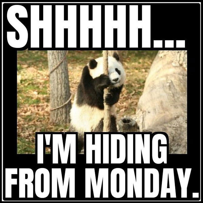 Panda hiding behind a tree with text "I'm hiding from Monday," capturing Sunday meme humor.