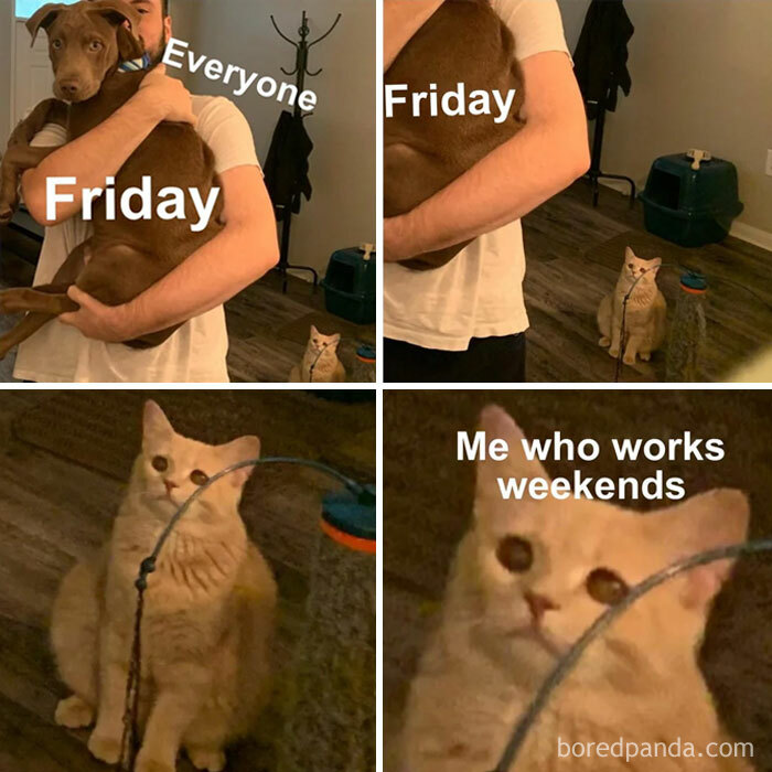 Funny Sunday meme with a cat and dog representing Friday and weekend workers, capturing different reactions to the end of the week.