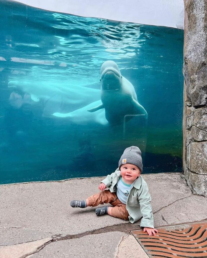 Adorable Video Of Beluga Whale&rsquo;s Interaction With Boy Goes Viral, People Can&rsquo;t Get Enough Of It