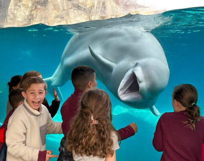 Adorable Video Of Beluga Whale&rsquo;s Interaction With Boy Goes Viral, People Can&rsquo;t Get Enough Of It