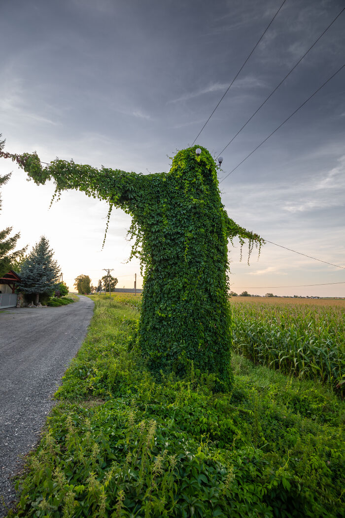 I Took Pictures Of A Mysterious Creature From The Opole Province