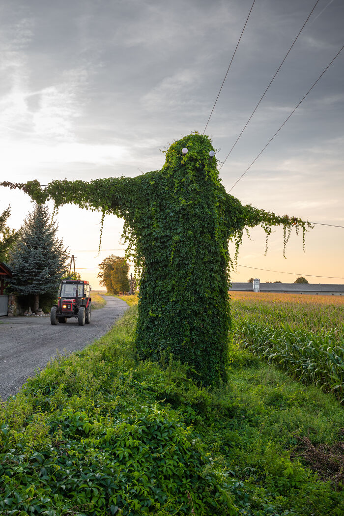 I Took Pictures Of A Mysterious Creature From The Opole Province