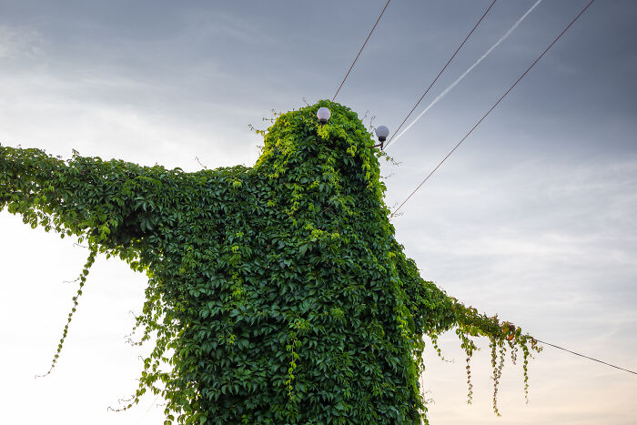 I Took Pictures Of A Mysterious Creature From The Opole Province