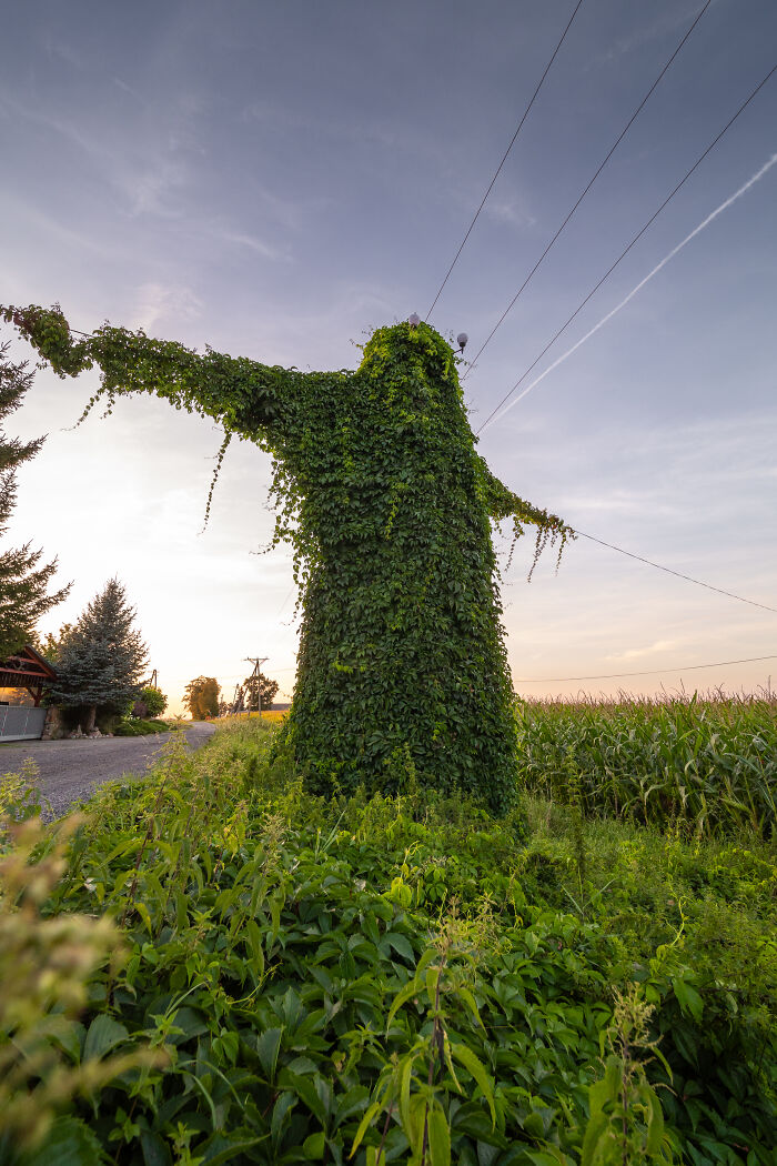 I Took Pictures Of A Mysterious Creature From The Opole Province