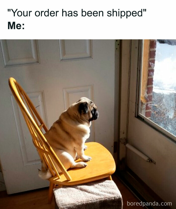 Pug waiting meme with dog sitting on chair by glass door, illustrating funny anticipation for a package delivery.