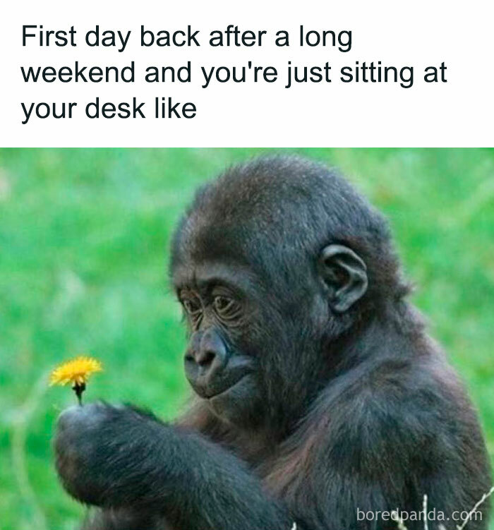 Young gorilla holding a dandelion, humorously capturing the mood of waiting after a long weekend return.