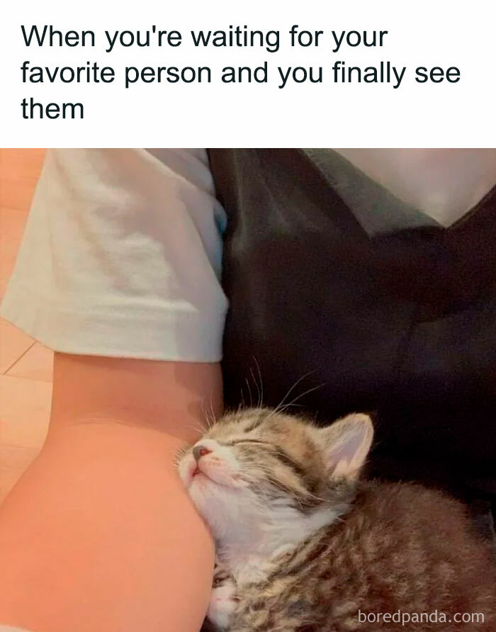 Kitten enjoying a peaceful nap against a person's arm, exemplifying waiting memes' humor and comfort.