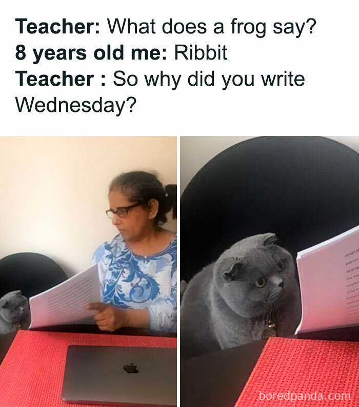 Wednesday meme of a puzzled teacher with a gray cat, both looking at a paper about frogs, humorously linking to Wednesday.