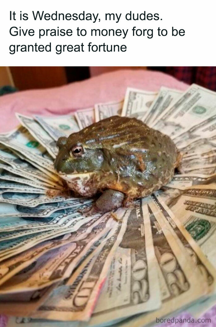 Frog on dollar bills meme humorously wishing for financial luck on Wednesday.