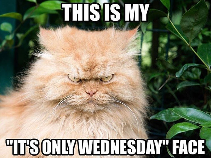 Grumpy orange Persian cat meme reflecting midweek frustration with text "This is my 'It's only Wednesday' face."