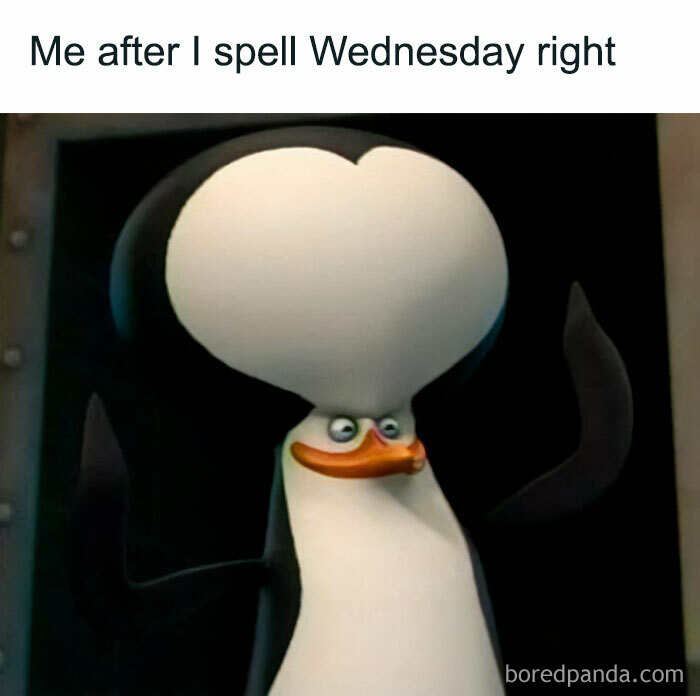 Penguin with a large head looking proud in a Wednesday meme, humorously celebrating spelling "Wednesday" correctly.
