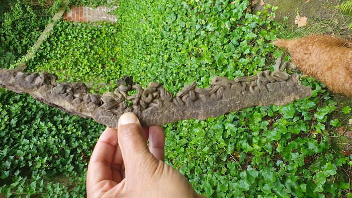 Woody, Dried Muddy...thingy