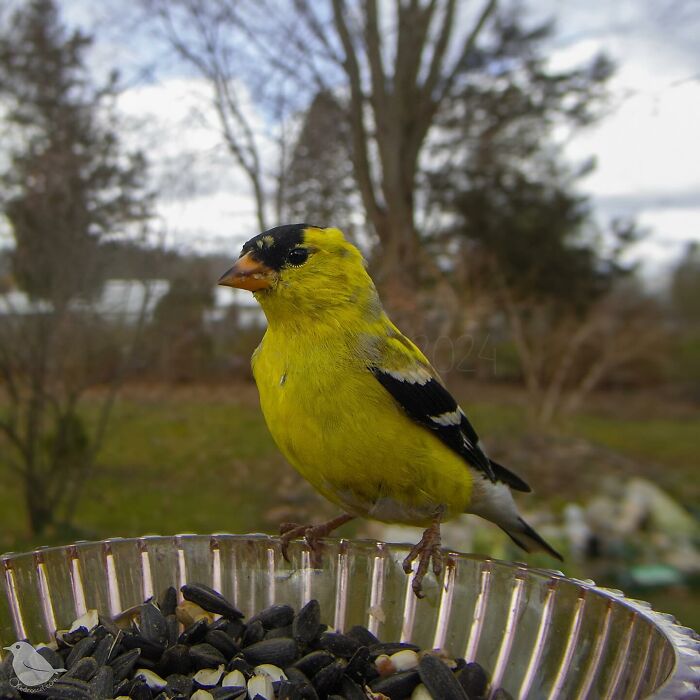 Woman Put A Camera On Bird Feeder In Her Yard, Here Is What It Has Caught