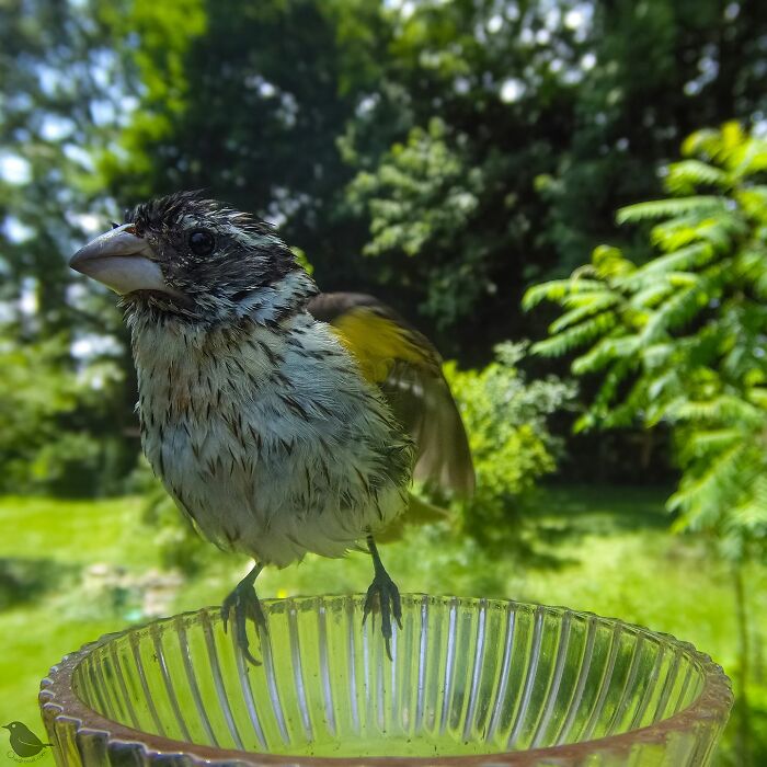Woman Put A Camera On Bird Feeder In Her Yard, Here Is What It Has Caught