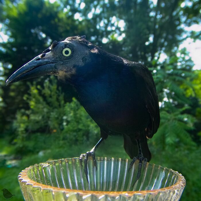 Woman Put A Camera On Bird Feeder In Her Yard, Here Is What It Has Caught