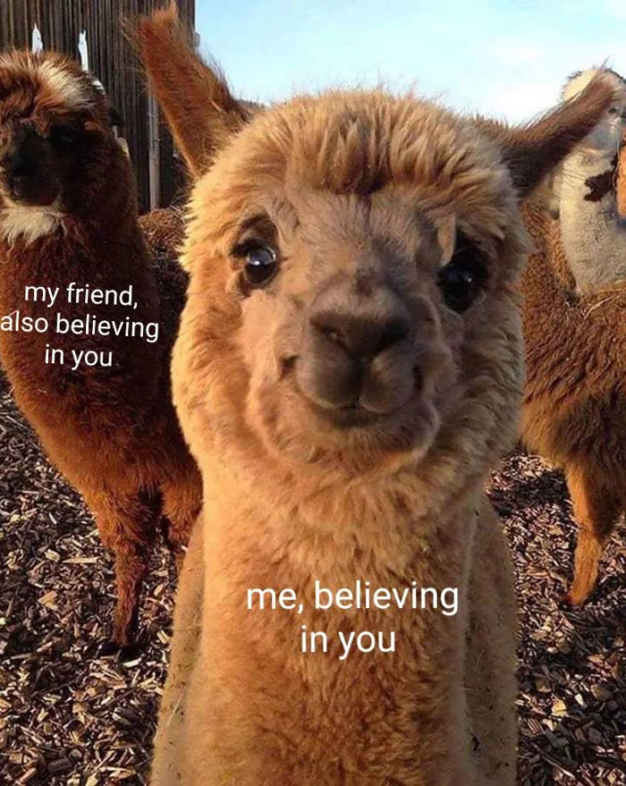 Smiling alpaca meme with "You can do it" message of support and encouragement.