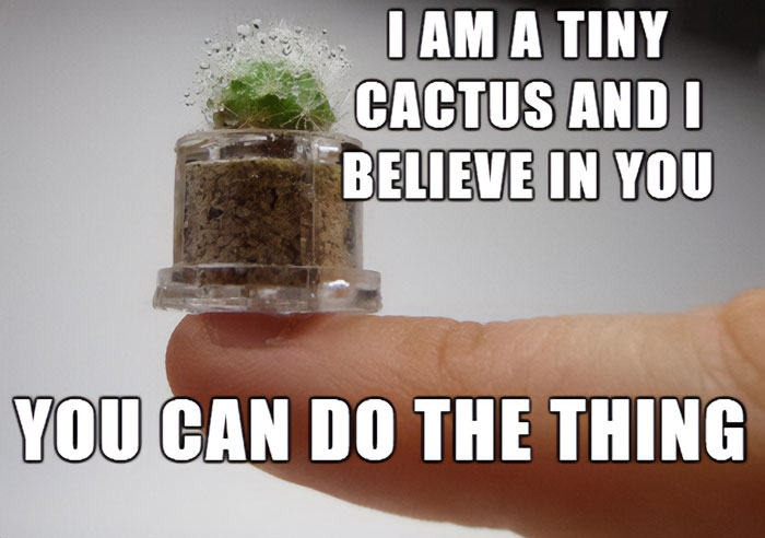 Tiny cactus "You can do it" meme with motivational text on someone's finger.