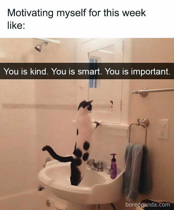 Cat meme for motivation, standing on a sink, looking in mirror with text, "You is kind. You is smart. You is important."