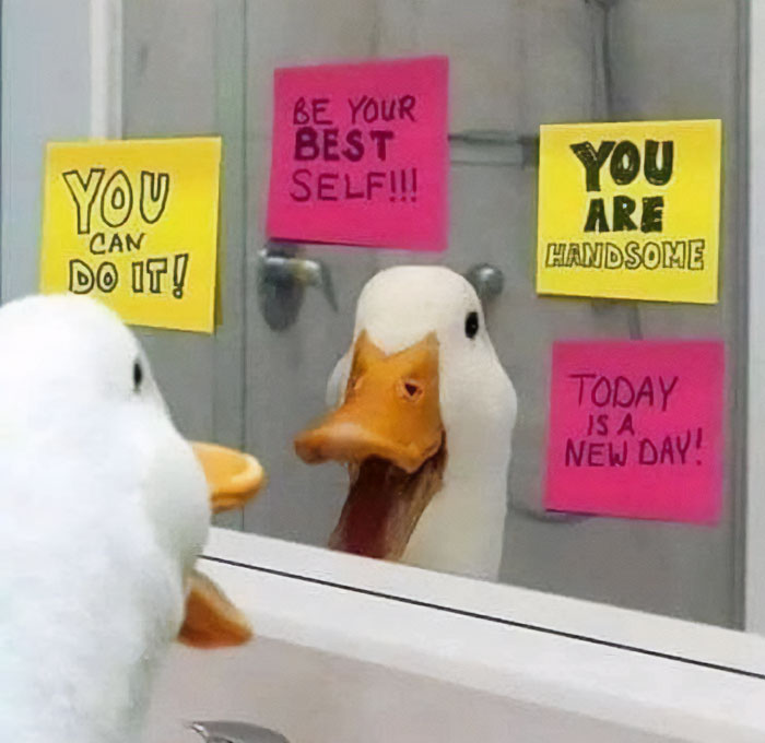 Duck looking in mirror with notes saying “You can do it!”, “Be your best self!”, humorous meme of self-motivation.