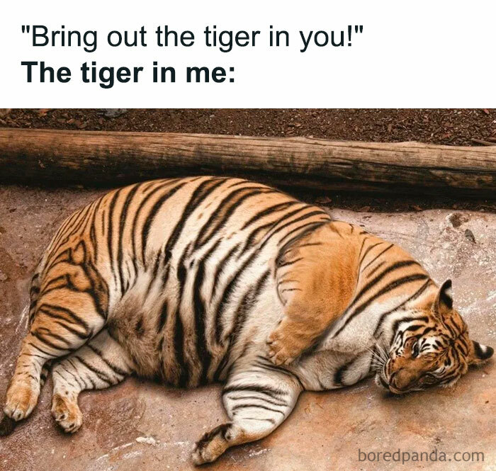 "You can do it" meme with a large tiger lying lazily, humorously depicting inner strength as sluggishness.