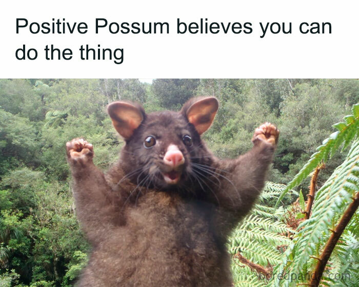 Possum with arms raised in a forest, encouraging you with "You can do it" meme text above.