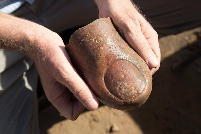The Heliopolis Project Unearthed The Partial Head And Torso From A Colossal Quartzite Statue Of The 26th-Dynasty’s King Psamtek I (Ca. 664–610 B.c.). It Was The Largest Late Period Statue Ever Discovered