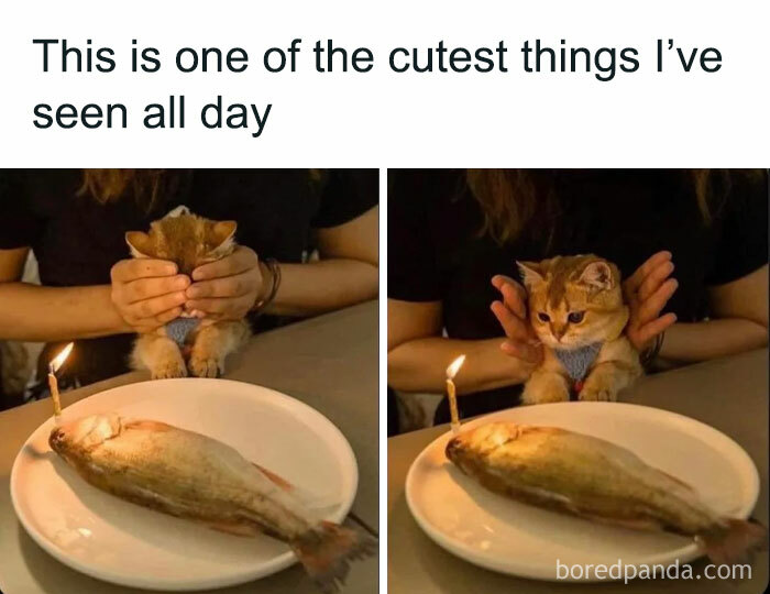 Animal-Memes-Youronlysourceofserotonin