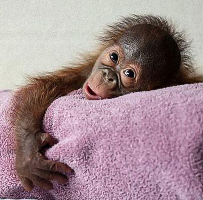 “She Watched Closely”: Moms Unite To Teach Orangutan How To Feed Her Baby At Dublin Zoo “She Watched Closely”: Moms Unite To Teach Orangutan How To Feed Her Baby At Dublin Zoo