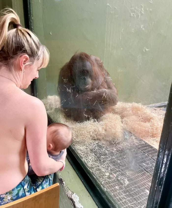 “She Watched Closely”: Moms Unite To Teach Orangutan How To Feed Her Baby At Dublin Zoo “She Watched Closely”: Moms Unite To Teach Orangutan How To Feed Her Baby At Dublin Zoo