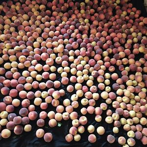 melodyjohnson_1 avatar