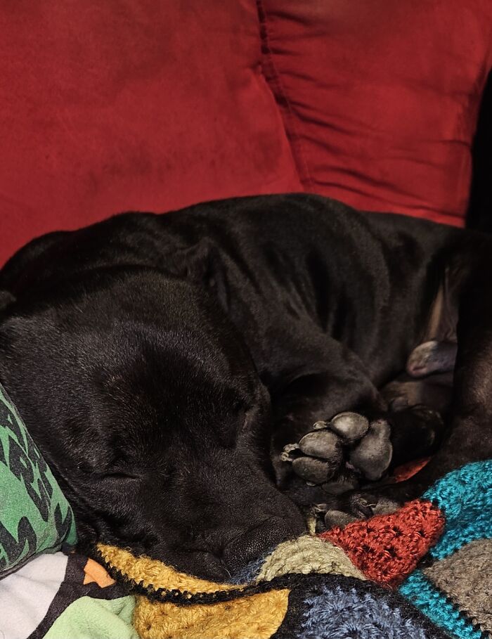My "Little Guy" Napping After A 5km Walk