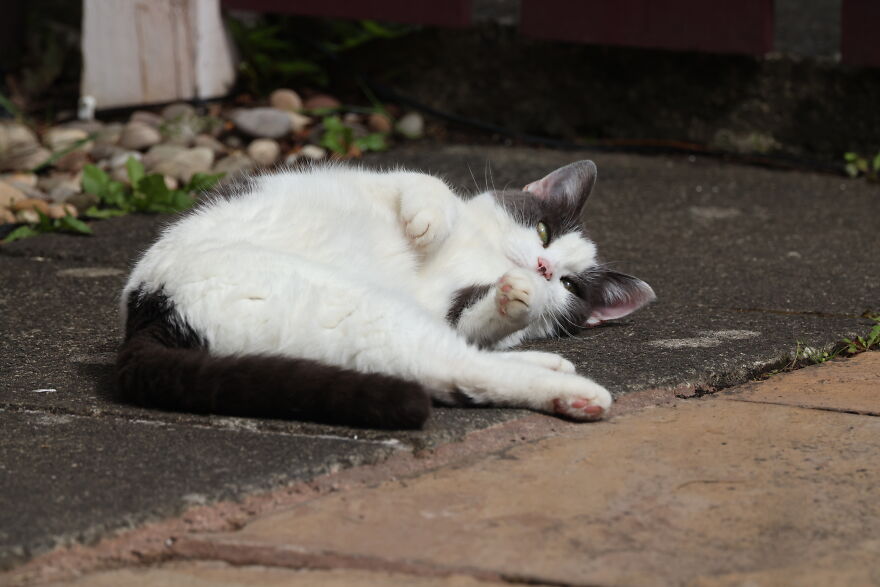 My Cat Angel. I Love Here Loads! My Cat Angel. I Love Here Loads!